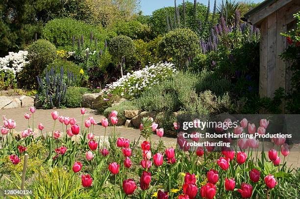 abbey gardens, tresco, isles of scilly, united kingdom, europe - isles of scilly stock pictures, royalty-free photos & images