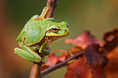 Eastern-European Treefrog - Hyla arborea orientalis  small tree frog, now recognized as separate specie - intermedia, molleri, meridionalis and orientalis. Green frog.