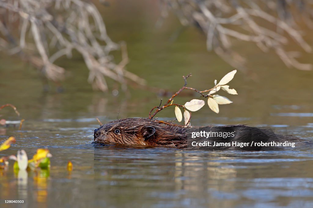 Beaver (Castor canadensis) swimming with food, Denali National Park and Preserve, Alaska, United States of America, North America