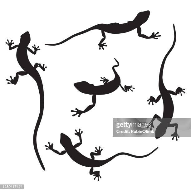ilustraciones, imágenes clip art, dibujos animados e iconos de stock de gecko silhouettes - salamandra