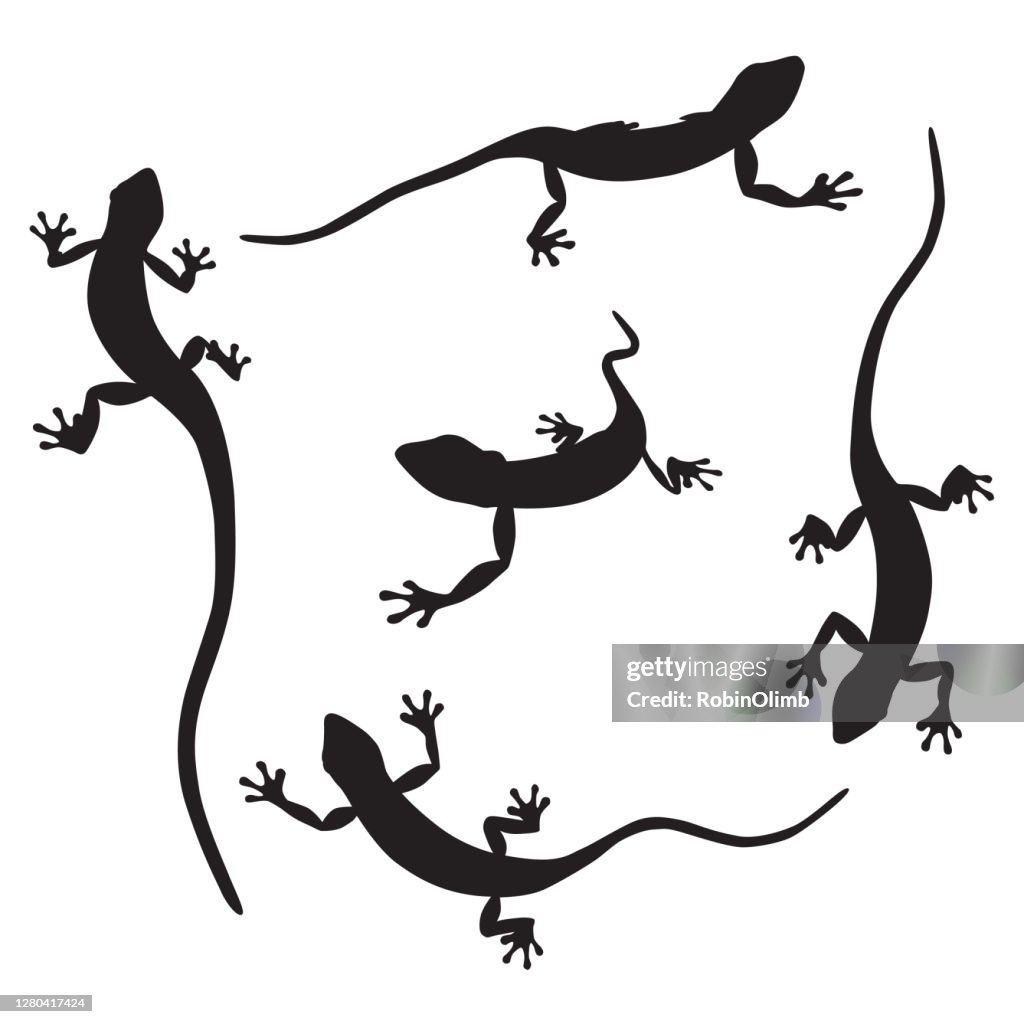Gecko Silhouettes
