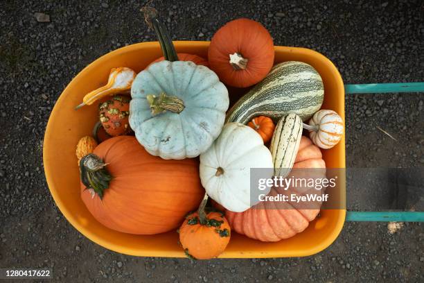 overhead shot of a variety of different pumpkins and gourds sitting in a wheel barrow at a pumpkin patch. - october 2020 stock pictures, royalty-free photos & images