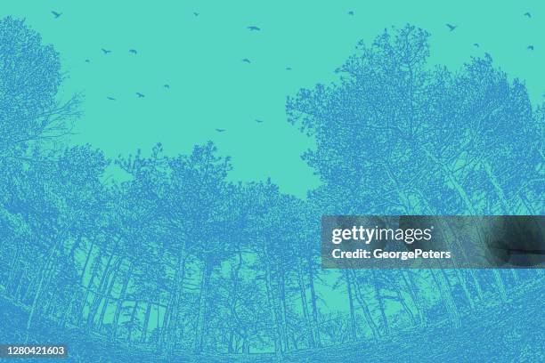 pine trees and flock of birds - park low angle stock illustrations