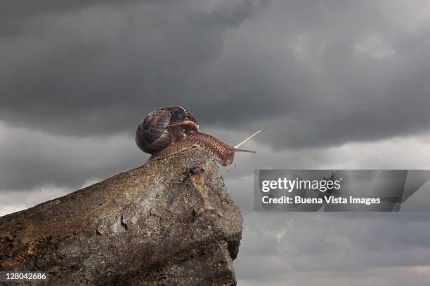 Snail On The Edge Of A Cliff, Foto de stock