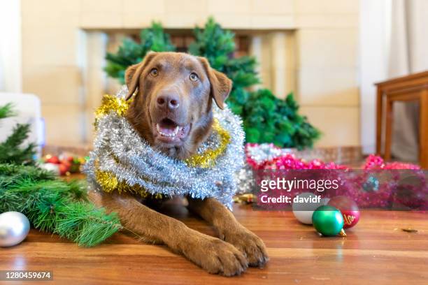 happy dog surrounded by a destroyed christmas tree in the living room - naughty christmas ornaments stock pictures, royalty-free photos & images
