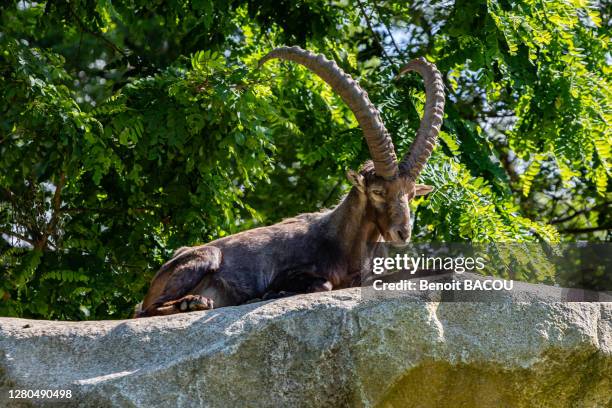 ibex lying on a rock, ariege, pyrenees, occitanie, france - pirineos fotografías e imágenes de stock