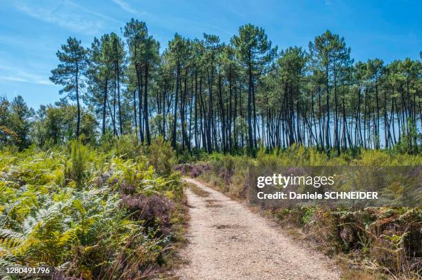 france, gironde, haute-lande girondine, hostens, forest path between ferns and pines - moor stock pictures, royalty-free photos & images