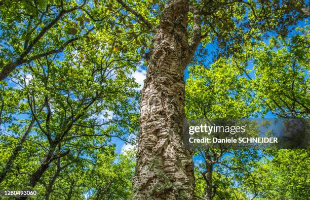 france, arcachon bay, cork oak (quercus suber) in the cheneraie park - cork tree stock-fotos und bilder