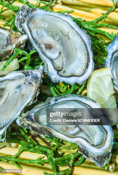 france, arcachon bay, oyster - cap ferret stock pictures, royalty-free photos & images