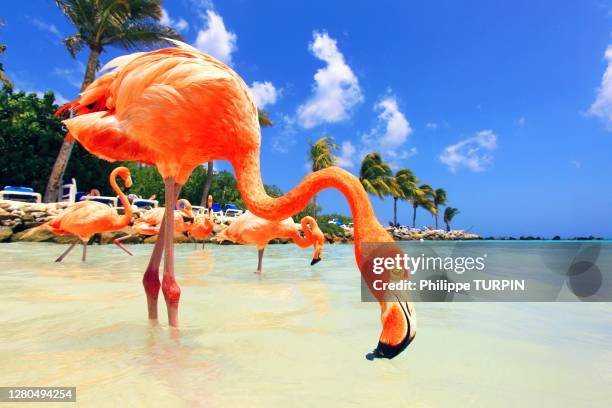 dutch antilles. aruba. renaissance island. flamingo beach - dutch caribbean island stock pictures, royalty-free photos & images