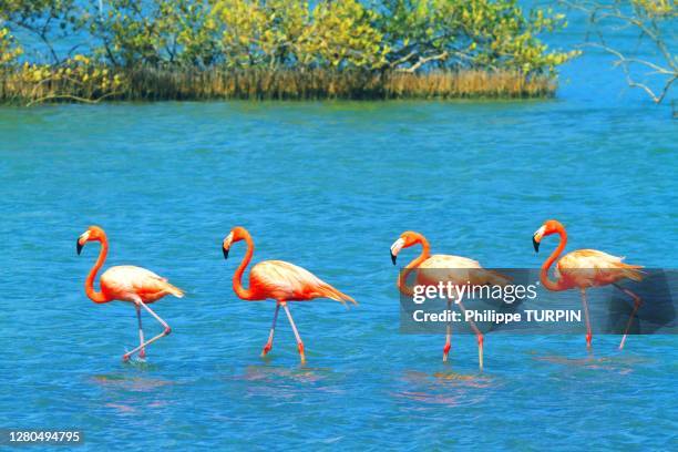 dutch antilles. bonaire. pink flamingos. - bonaire stockfoto's en -beelden
