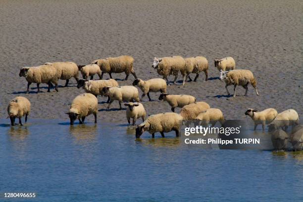 france, hauts de france, somme. somme baie. flock of sheep on salt meadows - somme - fotografias e filmes do acervo
