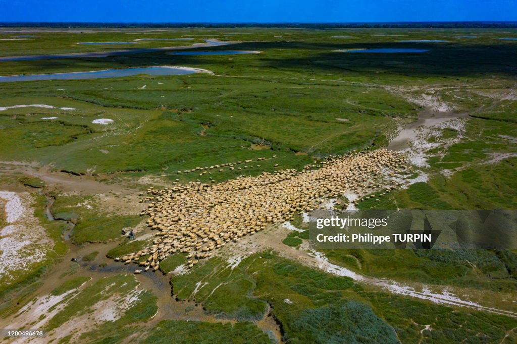 France, Hauts de France, Somme. Somme Baie. Flock of sheep on salt meadows