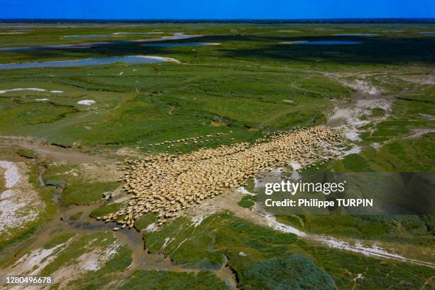 france, hauts de france, somme. somme baie. flock of sheep on salt meadows - salt marsh stock pictures, royalty-free photos & images