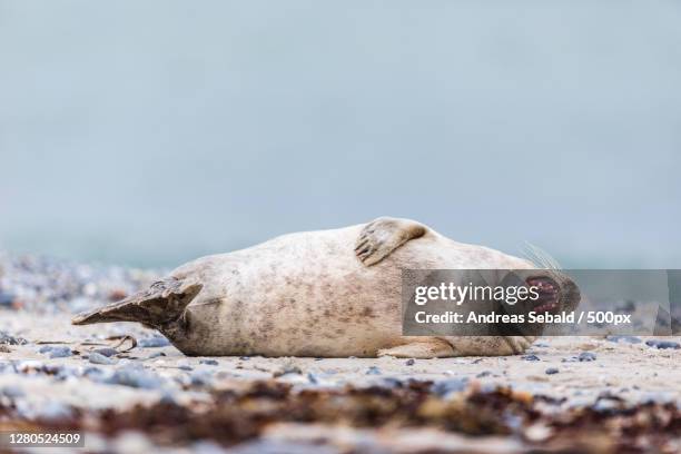 close-up of seal on beach,helgoland,germany - kegelrobbe stock pictures, royalty-free photos & images