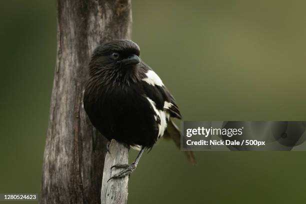 close-up of bird perching on branch,ololosokwan,tanzania - magpie shrike stock pictures, royalty-free photos & images