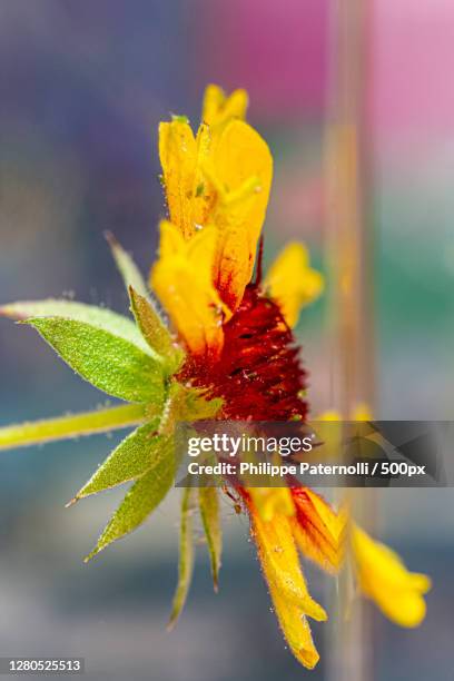 close-up of yellow flower,france - abstrait stock-fotos und bilder