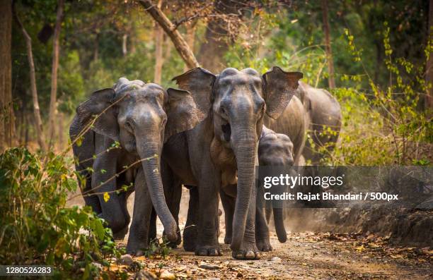 young elephant and calf elephant,bijrani range,uttarakhand,india - baby elephant walking stock pictures, royalty-free photos & images