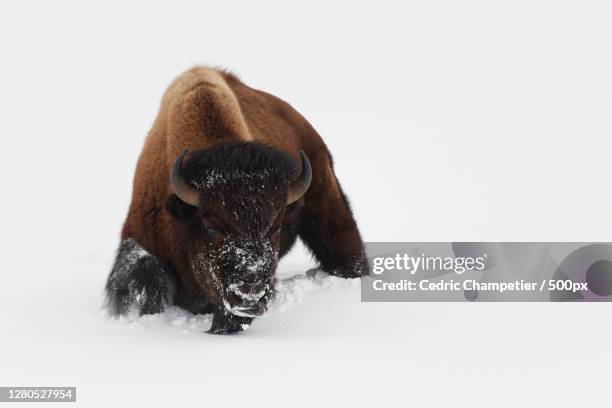 close-up of dog on snow covered field,parc national de yellowstone,united states,usa - parc national de yellowstone stockfoto's en -beelden