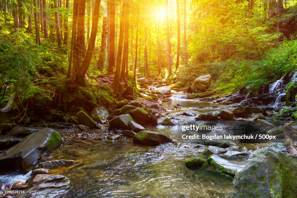 Scenic view of stream flowing through rocks in forest
