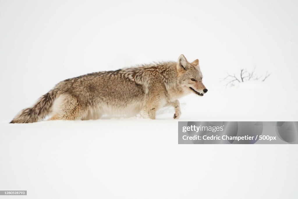 Side view of wolf standing on snow covered field,Parc national de Yellowstone,United States,USA