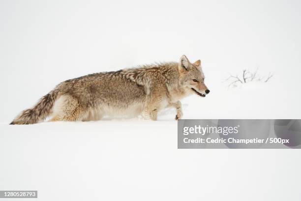 side view of wolf standing on snow covered field,parc national de yellowstone,united states,usa - parc national de yellowstone stockfoto's en -beelden