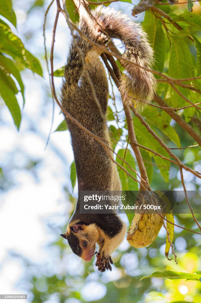 Low angle view of squirrel on tree,Kandy,Sri Lanka
