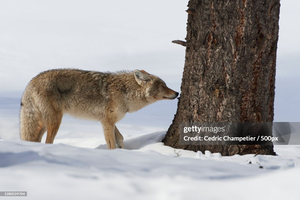 Side view of fox standing on snow covered field,Parc national de Yellowstone,United States,USA