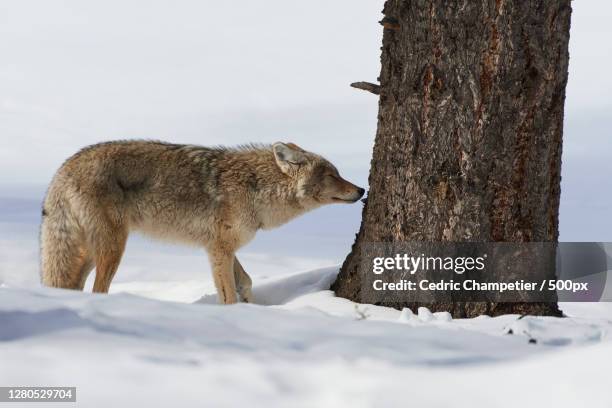 side view of fox standing on snow covered field,parc national de yellowstone,united states,usa - parc national de yellowstone stockfoto's en -beelden