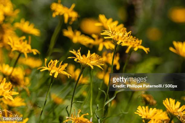close-up of yellow flowering plants on field,saverne,france - fleur macro stock pictures, royalty-free photos & images