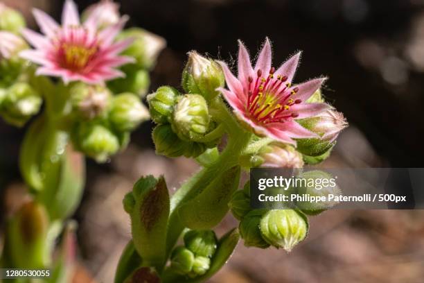 close-up of pink flowering plant,saverne,france - fleur macro stock pictures, royalty-free photos & images