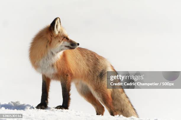 side view of fox standing on snow covered land,parc national de yellowstone,united states,usa - parc national de yellowstone stockfoto's en -beelden