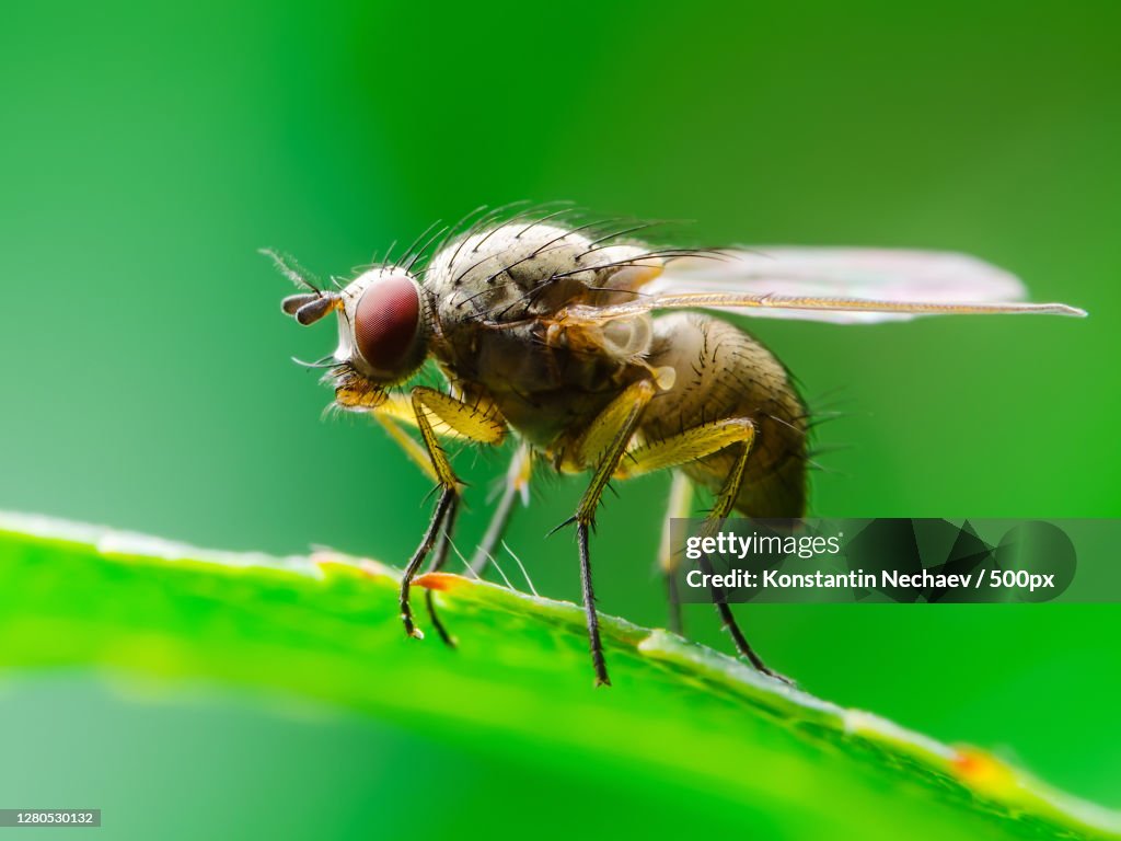 Close-up of insect on leaf