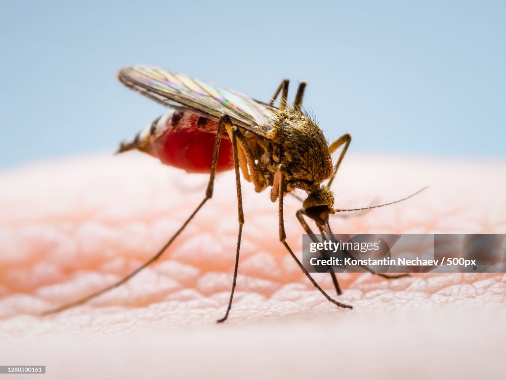 Dangerous Zika Virus Infected Mosquito Skin Bite