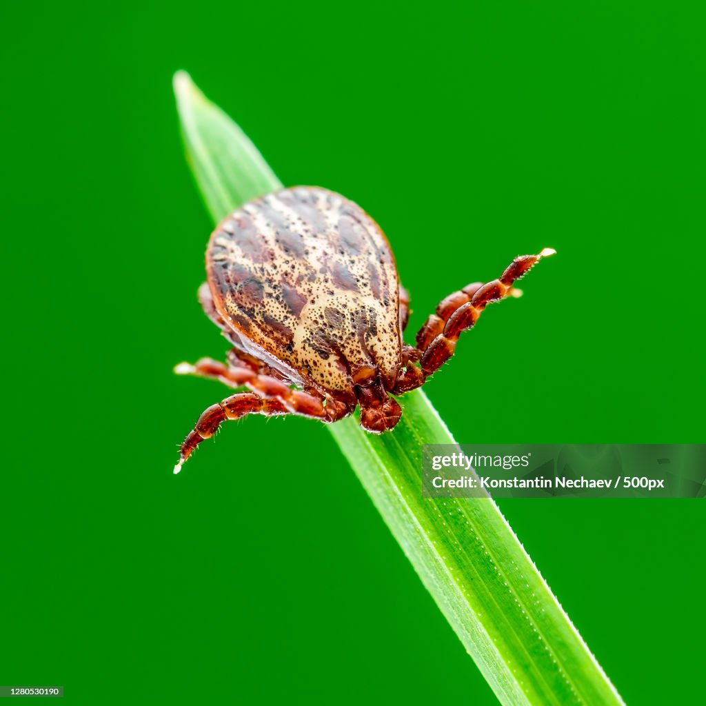 Close-up of insect on plant