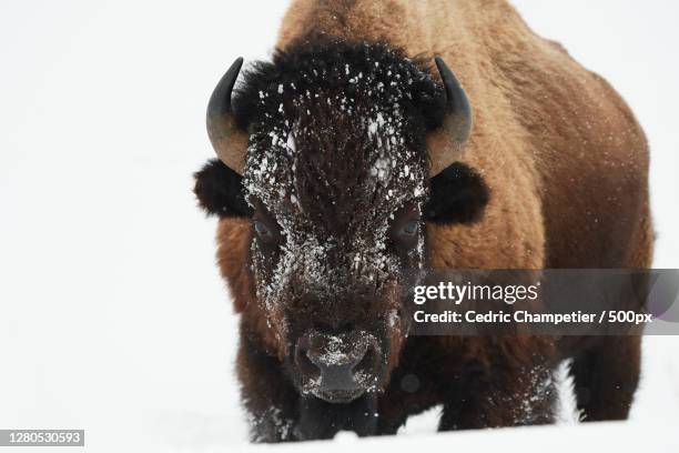 portrait of bull terrier on snow covered field,parc national de yellowstone,united states,usa - parc national de yellowstone stock-fotos und bilder