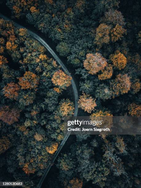 herbstwald von oben - weitwinkelaufnahme stockfoto's en -beelden