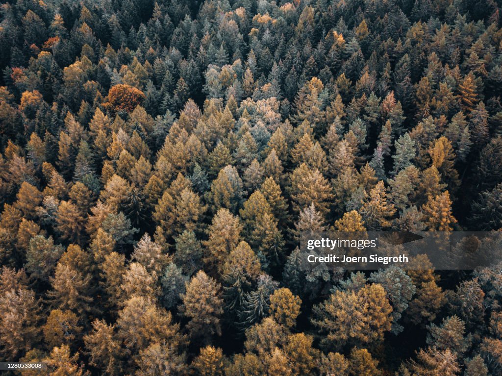 Herbstwald von oben