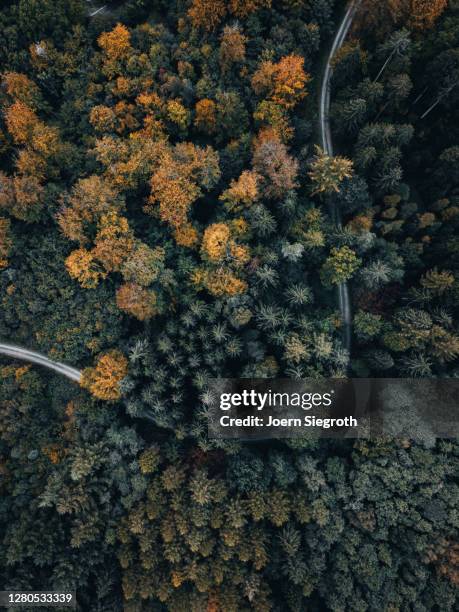 herbstwald von oben - freisteller – neutraler hintergrund stock pictures, royalty-free photos & images