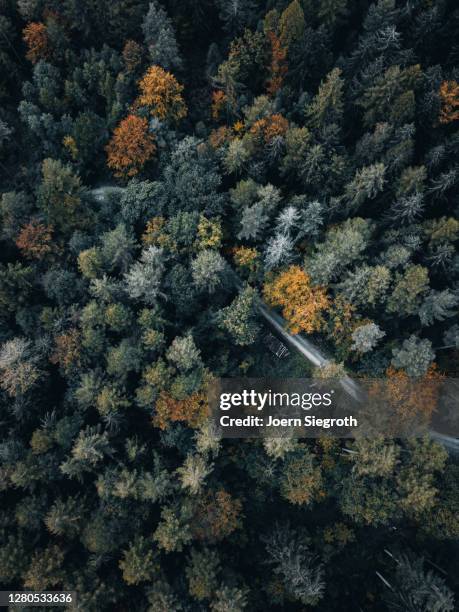 herbstwald von oben - weitwinkelaufnahme stockfoto's en -beelden