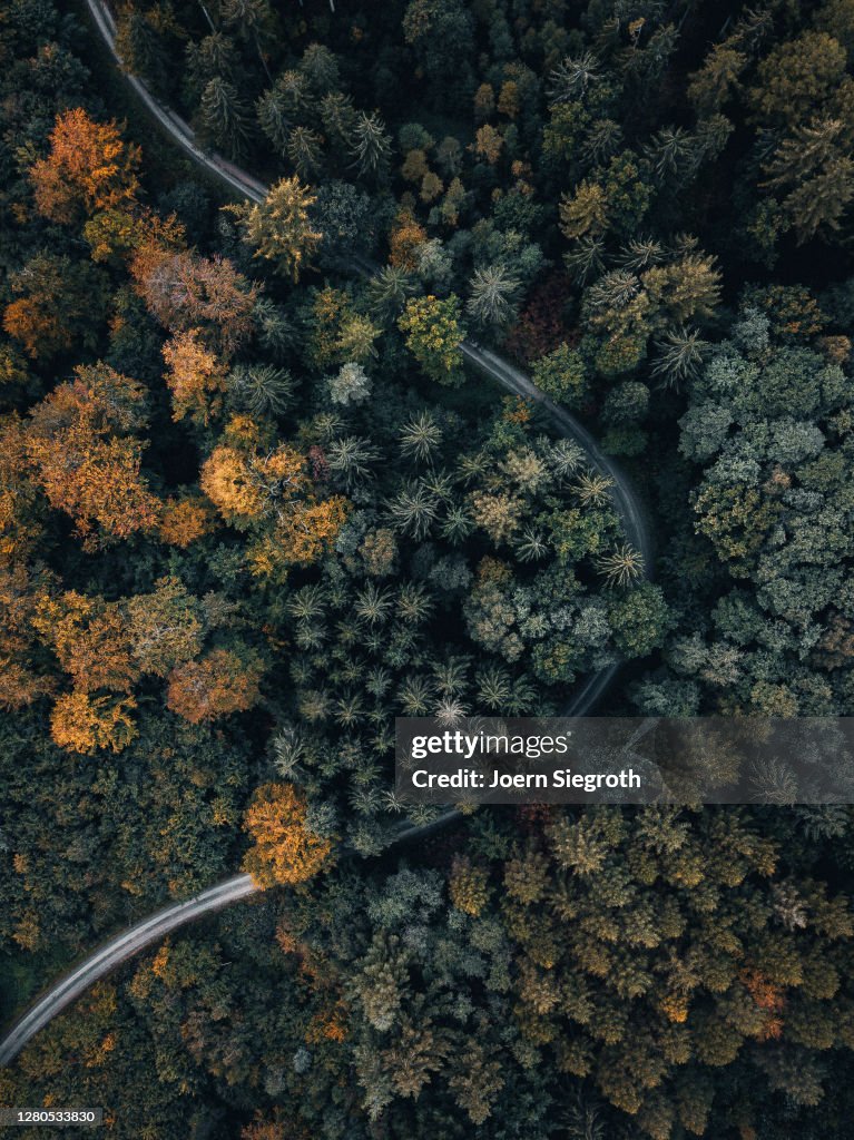 Herbstwald von oben