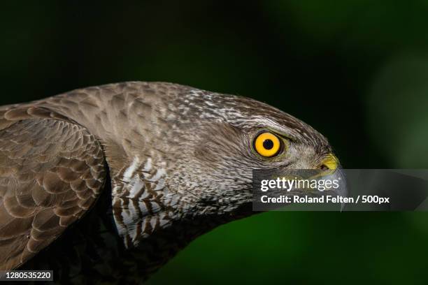 close-up of bird, hungary - sparrowhawk stockfoto's en -beelden