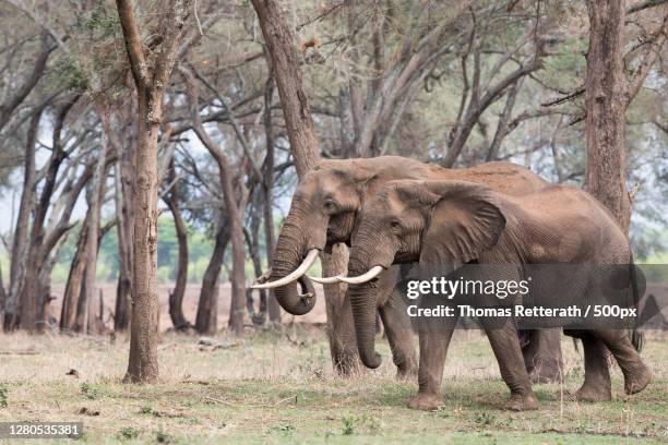 a elephant and calf, luangwa, lusaka province, zambia - lusaka stock pictures, royalty-free photos & images