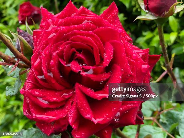 Giuseppe Roses Giuseppe Lago Photos and Premium High Res Pictures - Getty Images