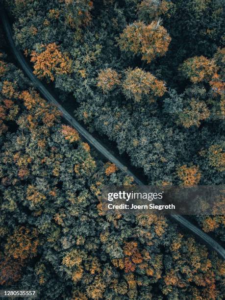 herbstwald von oben - freisteller – neutraler hintergrund stock pictures, royalty-free photos & images