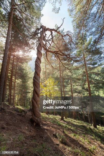 trees in forest, palencia, spain - enroscado stock-fotos und bilder