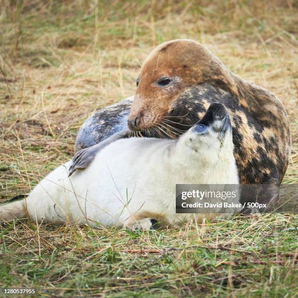 close-up of seals on field,north somercotes,united kingdom,uk - north somercotes stockfoto's en -beelden