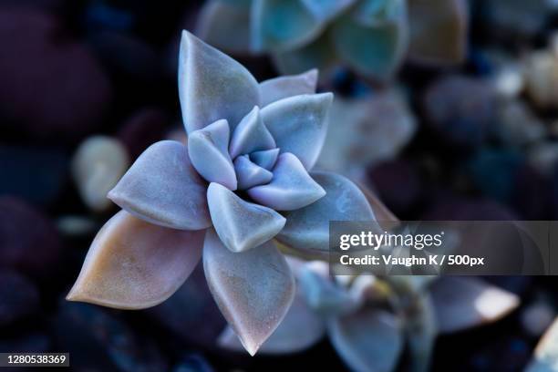 close-up of succulent plant - crassula stock pictures, royalty-free photos & images