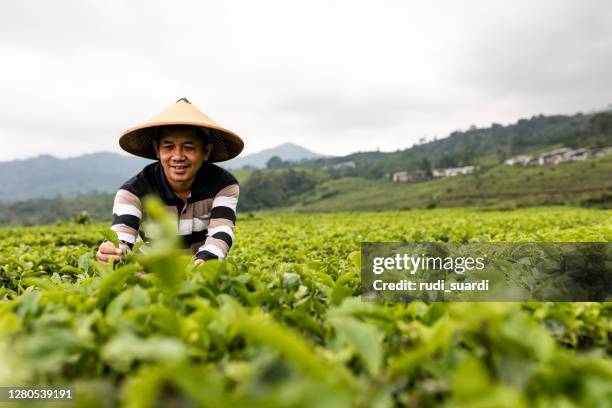 亞洲人在茶園撿起新鮮的茶葉 - indonesian farmer 個照片及圖片檔