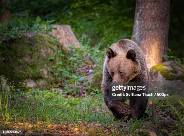 close-up of bear in forest,zetea,romania - romania bear stock pictures, royalty-free photos & images